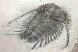 Spiny Cyphaspides Trilobite - Jorf, Morocco #161337-5